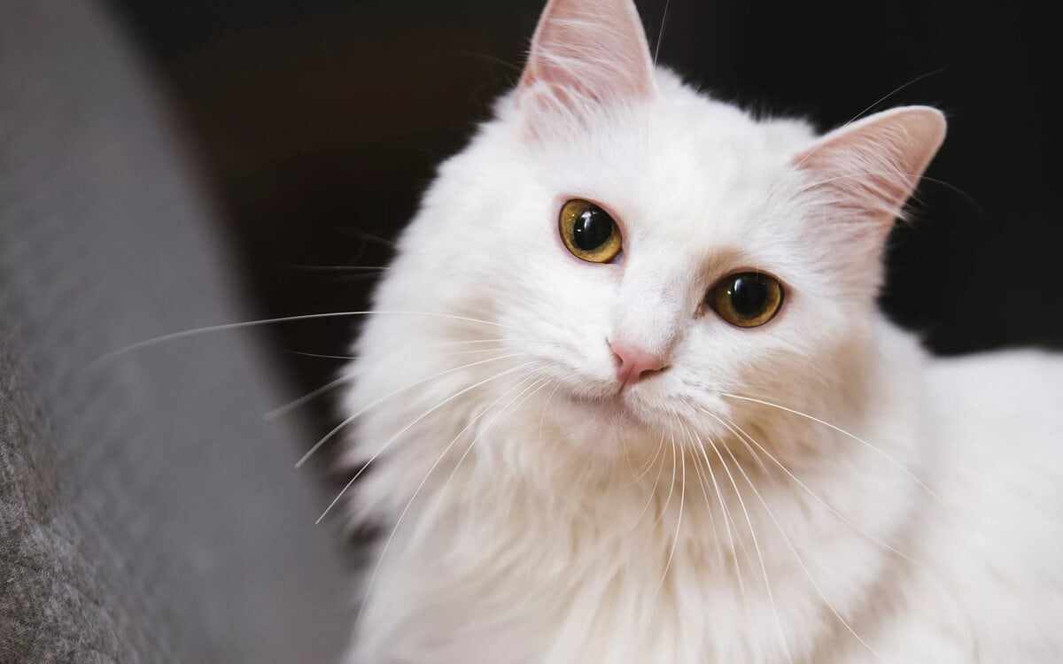 Top 10 most beautiful names for cat-girls of different breeds