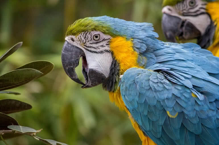 Top 10 Most Beautiful Parrot Species in the World