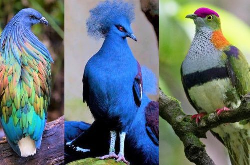 Top 10 most beautiful pigeon breeds in the world