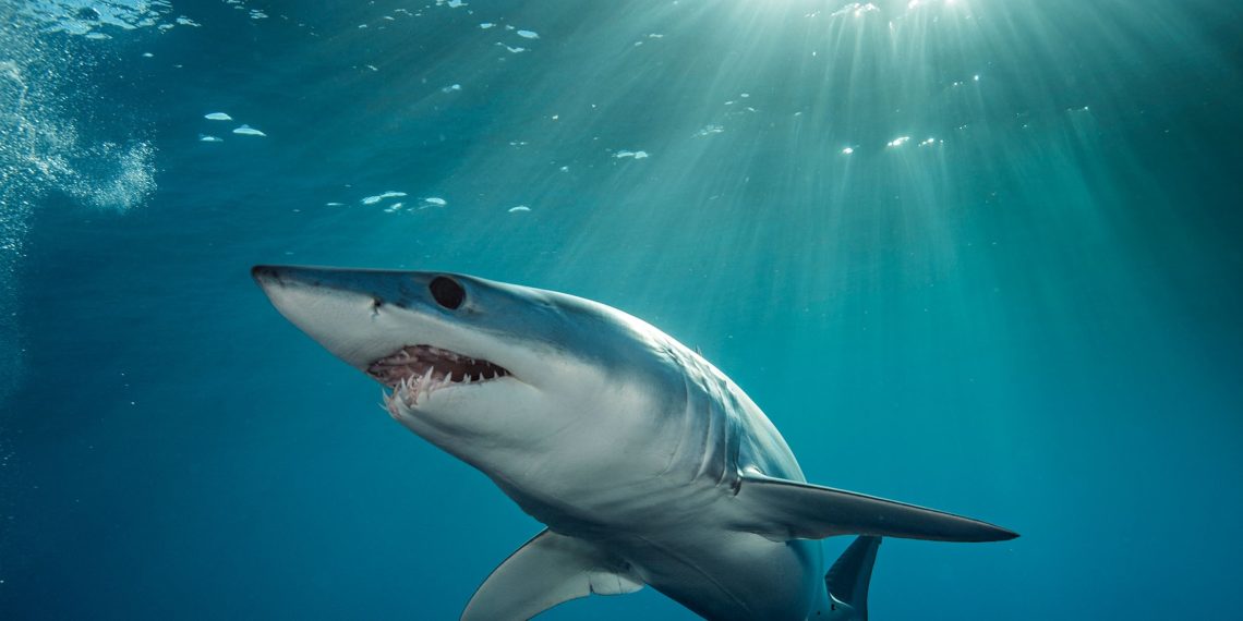 Top 10 most beautiful sharks in the world