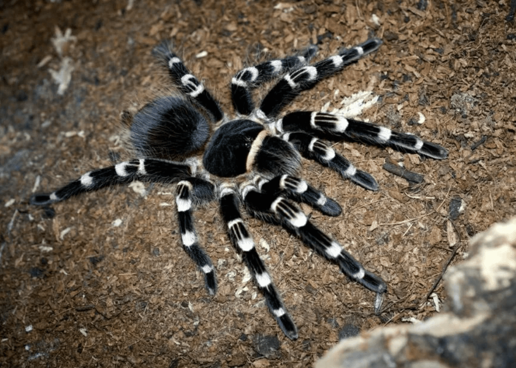 Top 10 Most Beautiful Spider Species in the World