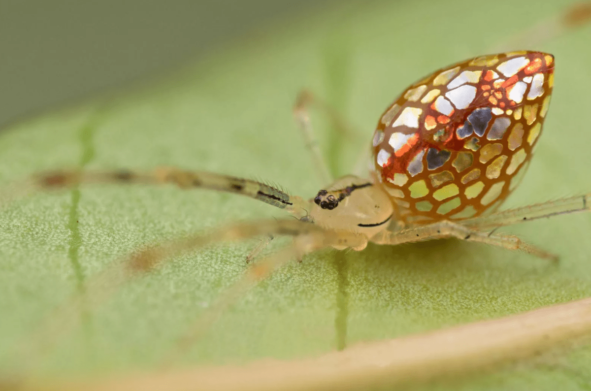 Top 10 Most Beautiful Spider Species in the World