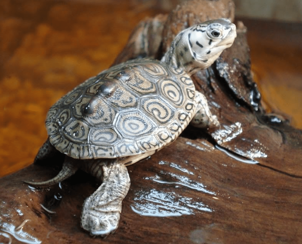 Top 10 most beautiful turtles in the world with photos and names