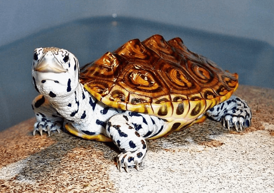 Top 10 most beautiful turtles in the world with photos and names