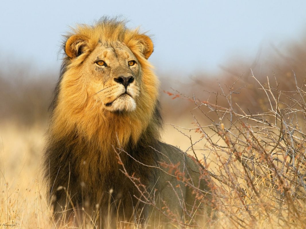 Top 10 most dangerous animals in Africa