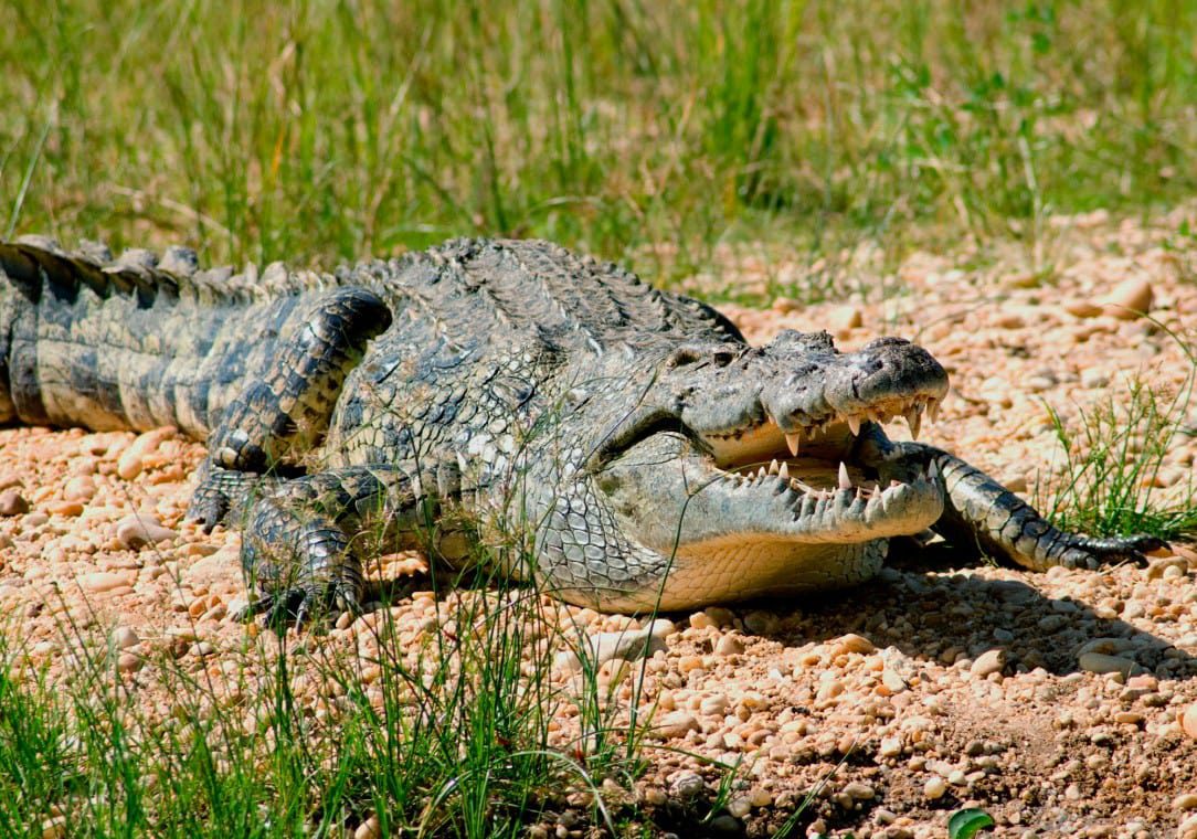 Top 10 most dangerous animals in Africa