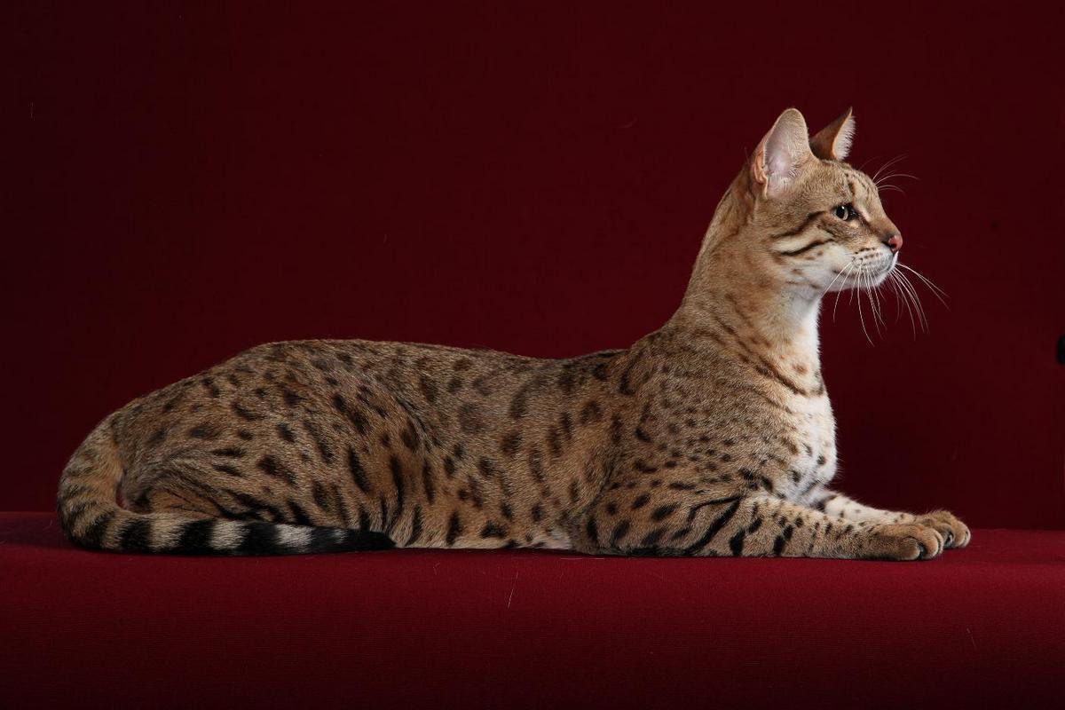 Top 10 most expensive cat breeds in the world
