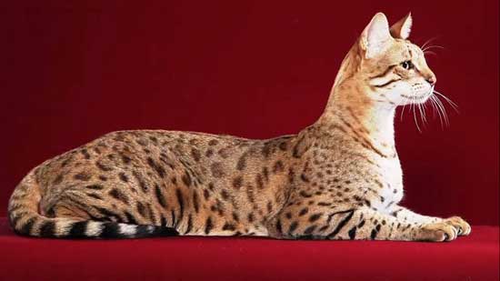 Top 10 most expensive cat breeds in the world
