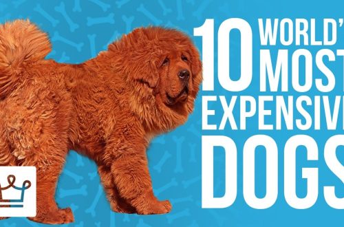 Top 10 most expensive dog breeds in the world