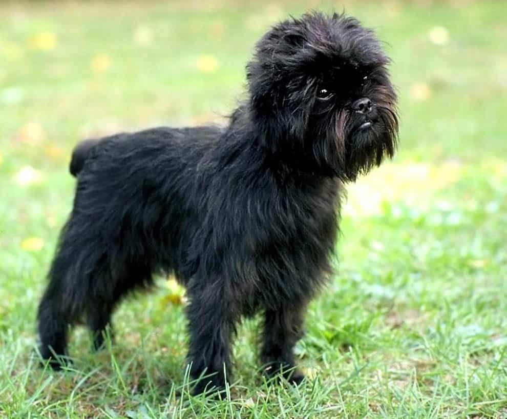 Top 10 most expensive dog breeds in the world