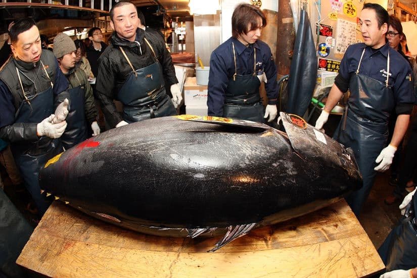 Top 10 most expensive fish in the world