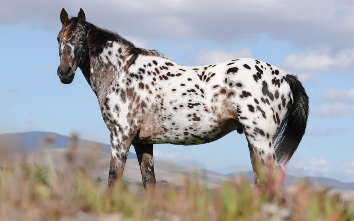 Top 10 most expensive horse breeds in the world