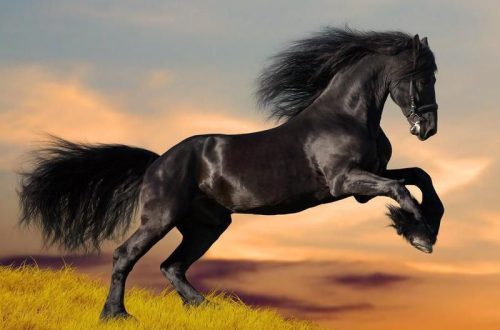 Maailma 10 kõige kallimat hobusetõugu