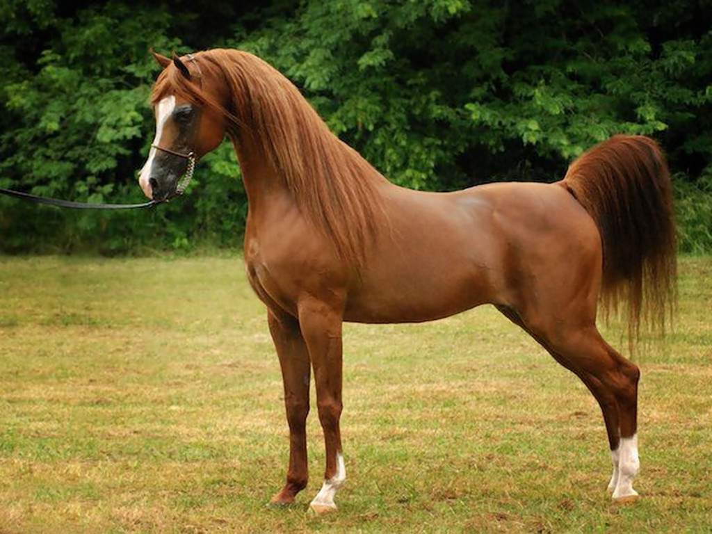 Top 10 most expensive horse breeds in the world