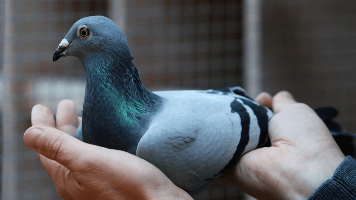 Top 10 most expensive pigeons in the world