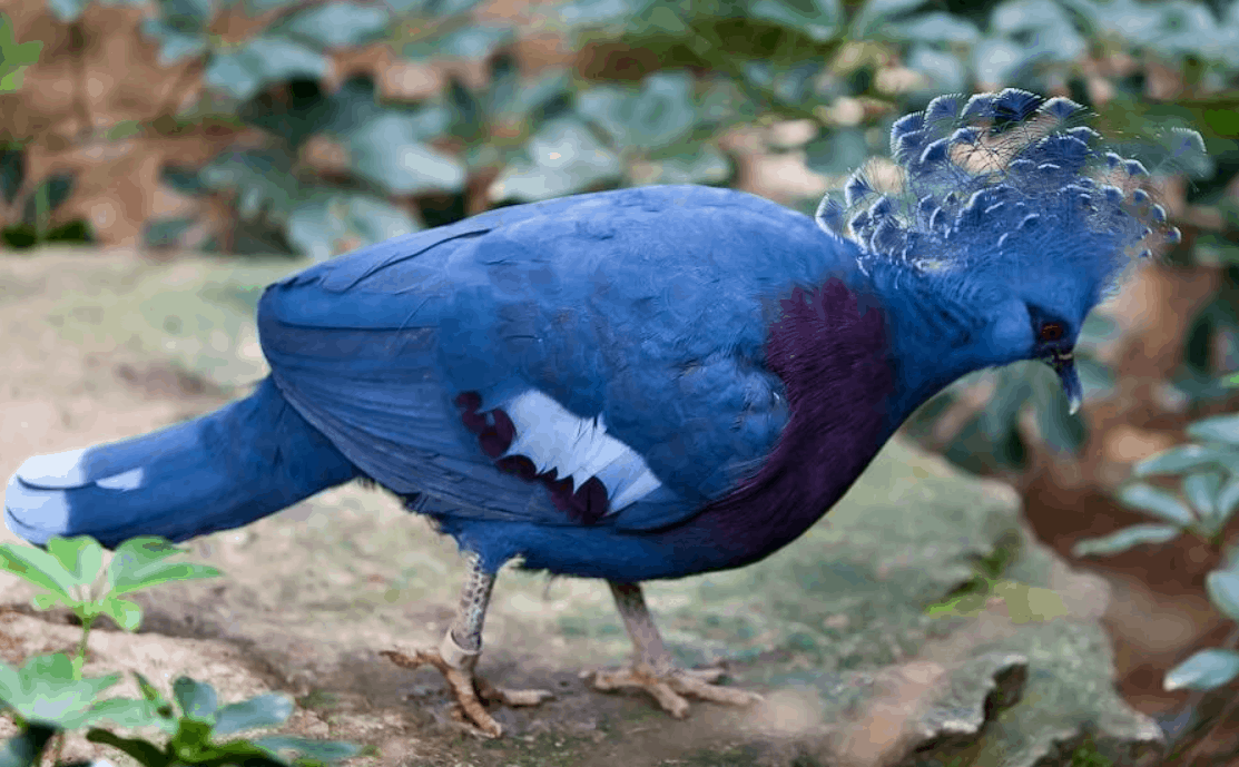 Top 10 most expensive pigeons in the world