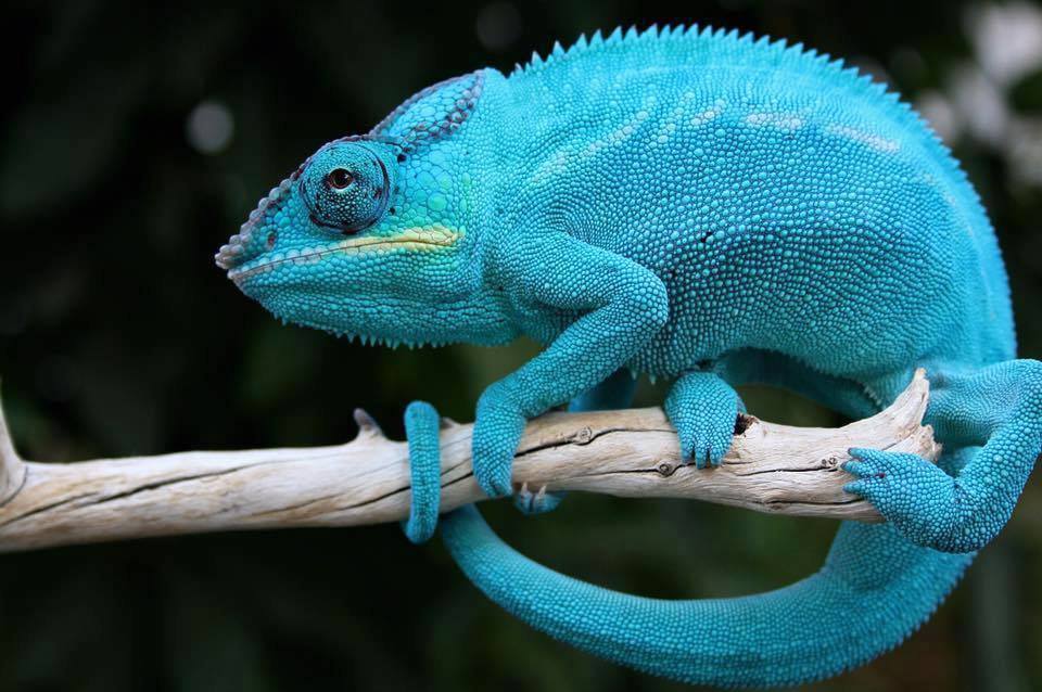 Top 10 most interesting facts about chameleons