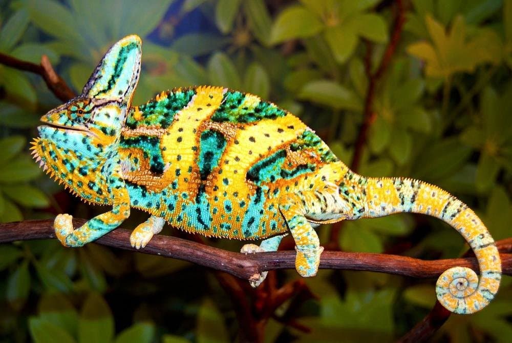 Top 10 most interesting facts about chameleons