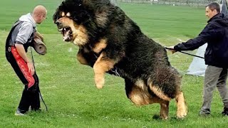 Top 10 most powerful dogs in the world