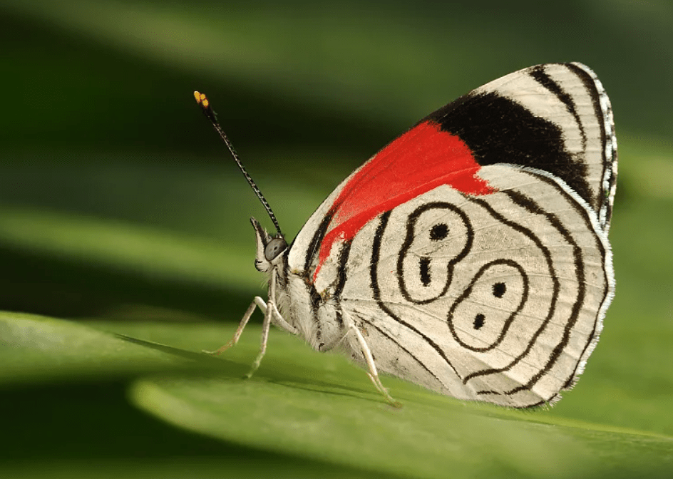 Top 10 most unusual insects in the world