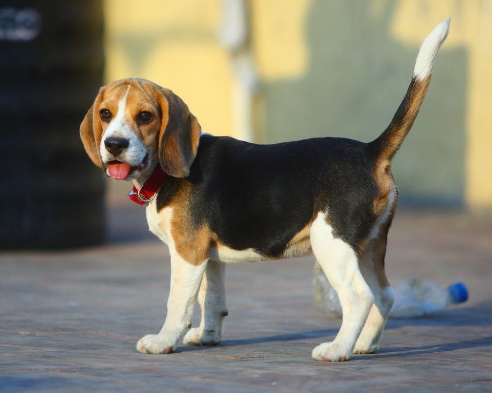 Top 10 oldest dogs in the world: longest-lived breeds