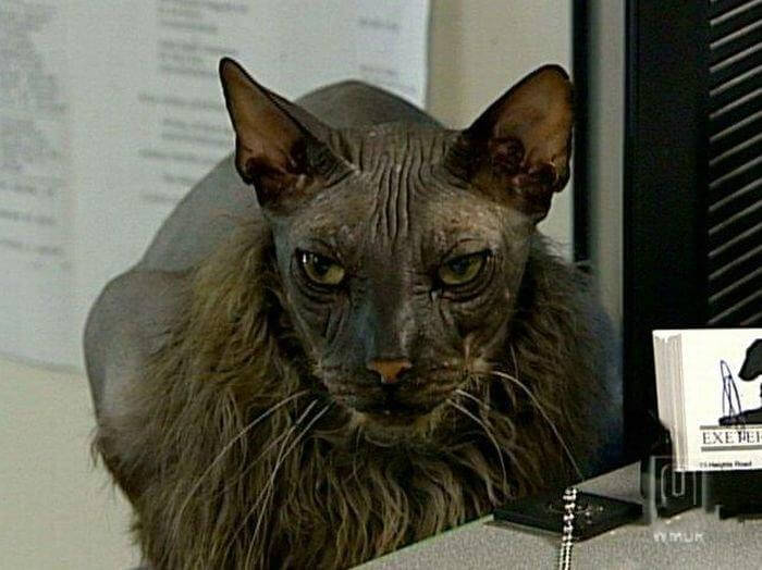 Top 10 scariest cats in the world