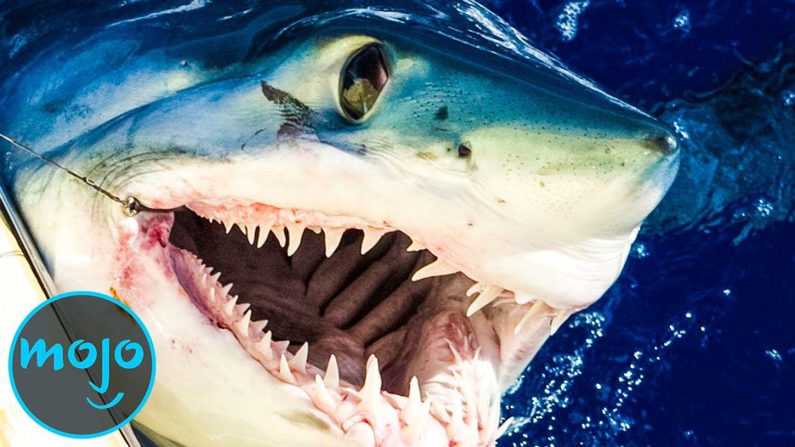 Top 10 scariest sharks in the world