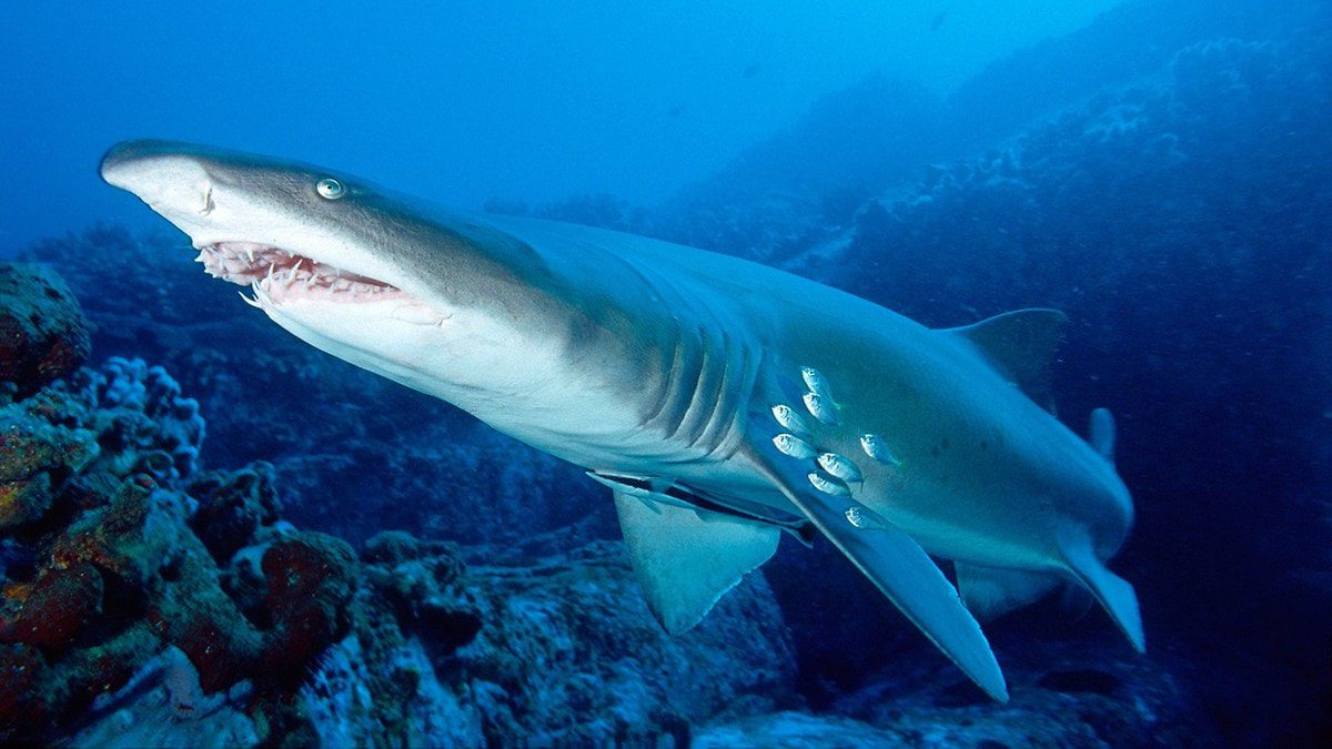 Top 10 scariest sharks in the world