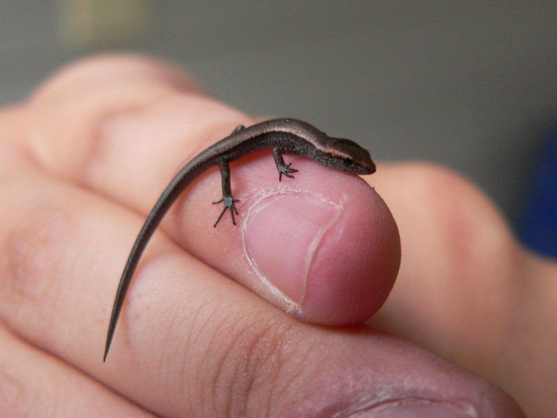 Top 10 smallest animals in the world