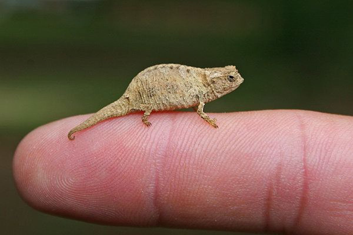 Top 10 smallest animals in the world
