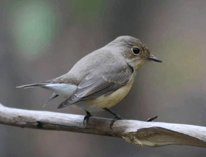 Top 10 smallest birds in Russia