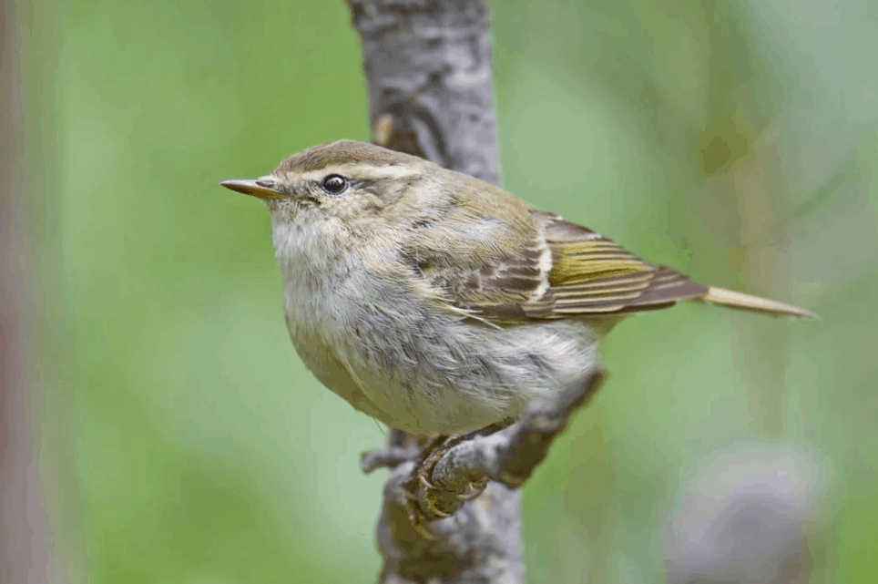 Top 10 smallest birds in Russia