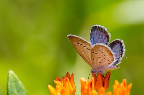 Top 10 smallest butterflies in the world
