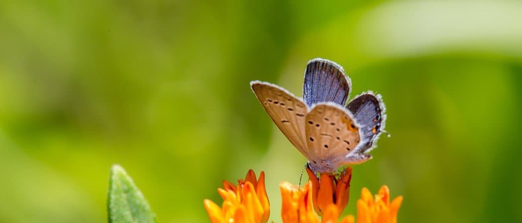 Top 10 smallest butterflies in the world
