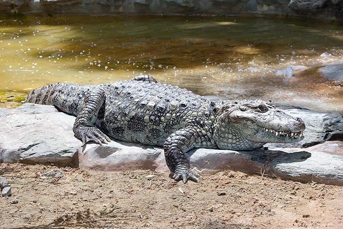 Top 10 smallest crocodiles in the world