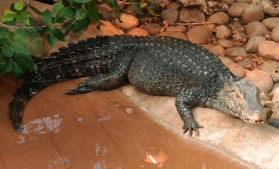 Top 10 smallest crocodiles in the world