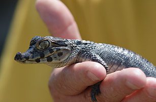 10 maailma kõige väiksemat krokodilli
