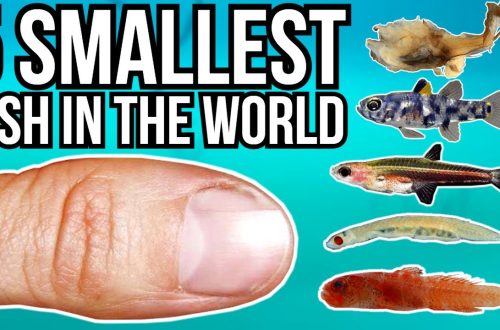 Top 10 väikseimat kala maailmas