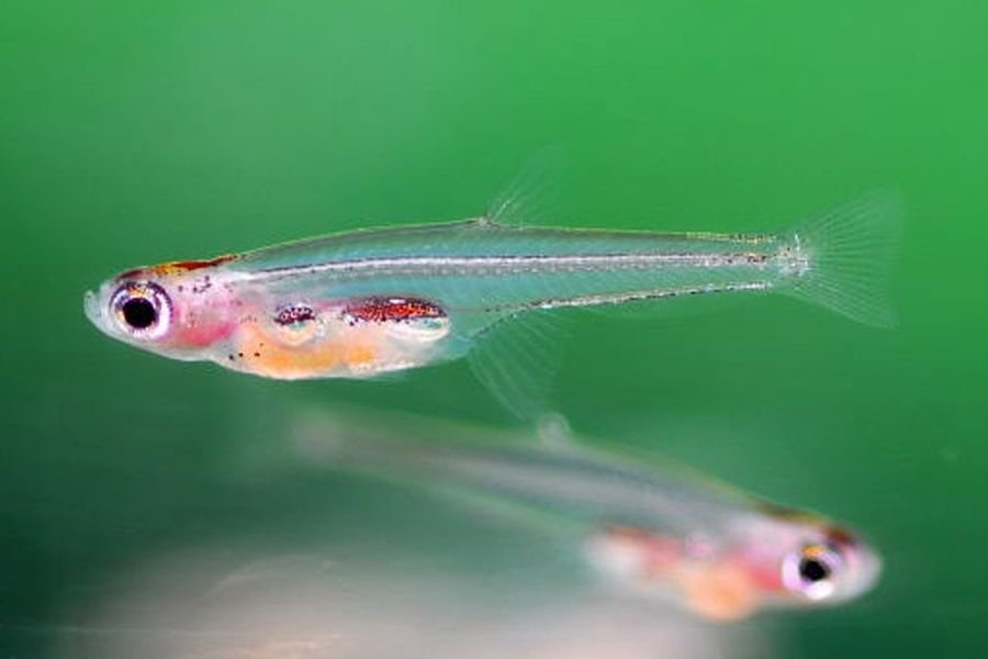 Top 10 smallest fish in the world