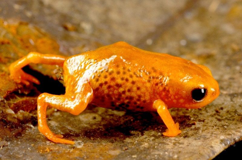 Top 10 smallest frogs in the world