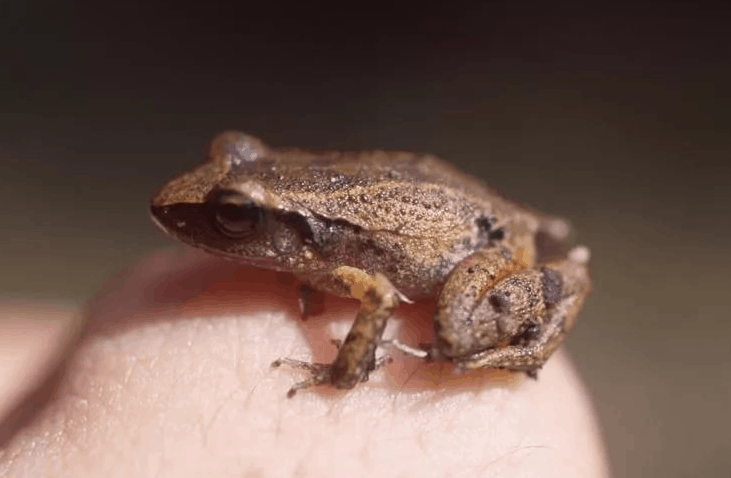Top 10 smallest frogs in the world