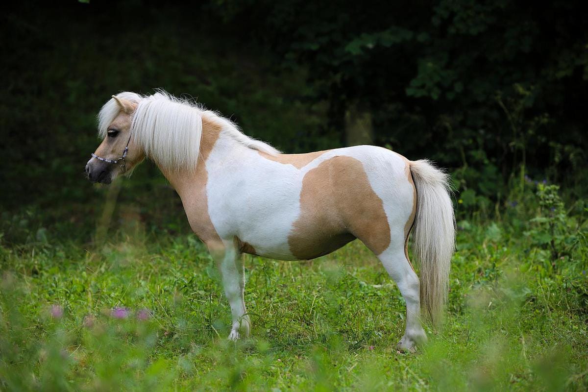 Top 10 smallest horses in the world