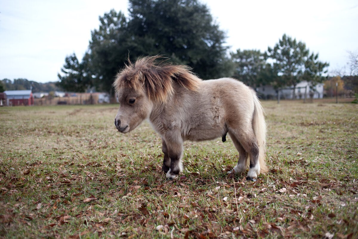 Top 10 smallest horses in the world