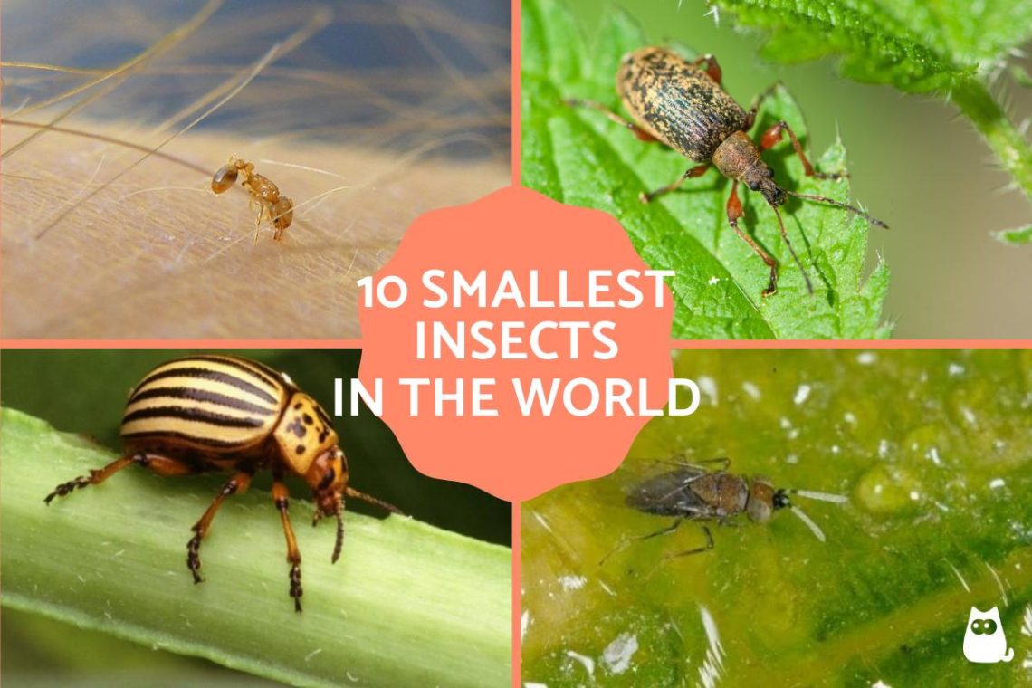 Top 10 smallest insects in the world