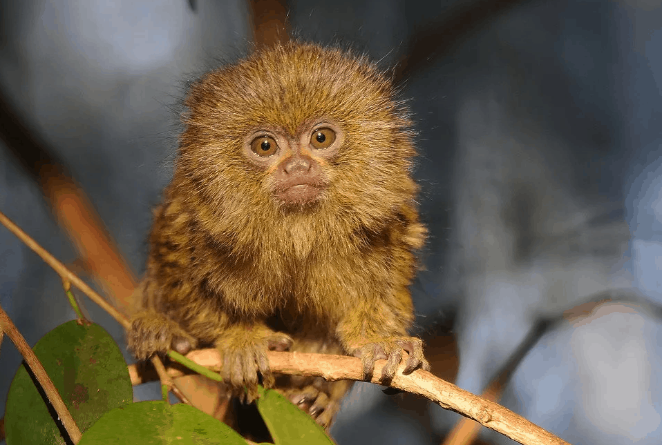 Top 10 smallest monkeys in the world