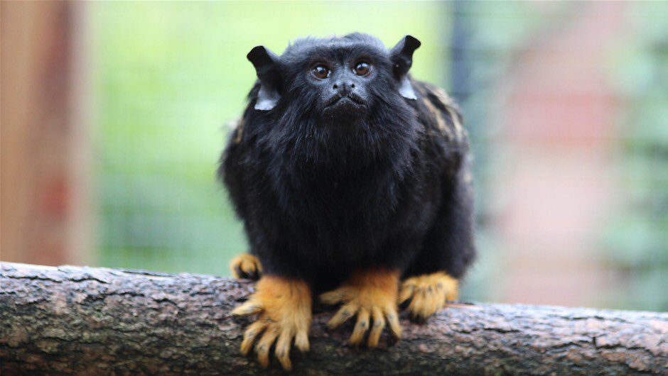Top 10 smallest monkeys in the world