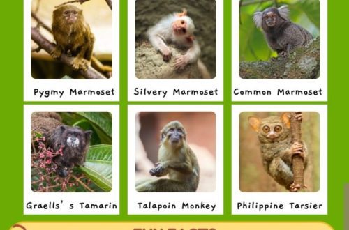 10 maailma kõige väiksemat ahvi