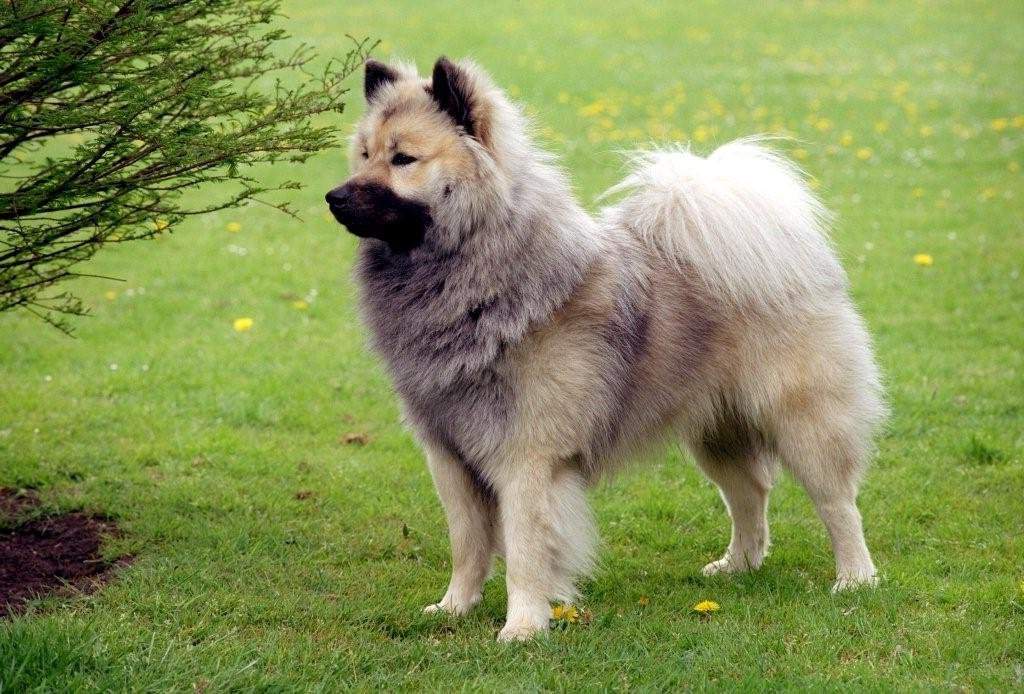 Top 10 smallest representatives of the Spitz breed