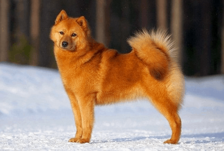 Top 10 smallest representatives of the Spitz breed