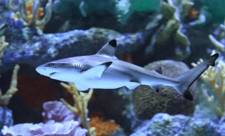 Top 10 smallest sharks in the world